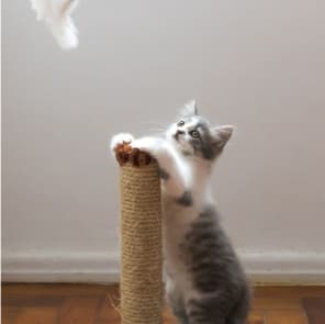 Cute kitten playing - Cat scratch post pet toys Australia