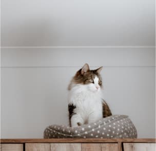 Fluffy cat in pet bed - Healthy pet products Sydney