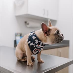 French bulldog puppy at vet - Healthy dog supplies