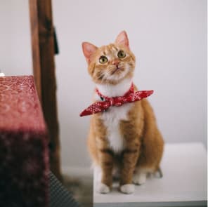 Ginger cat in red bow tie - Cheeky Bobby Instagram