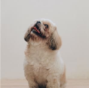 Happy Shih Tzu dog - Affordable pet products Australia