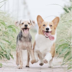 Two happy dogs running - Fast shipping pet accessories