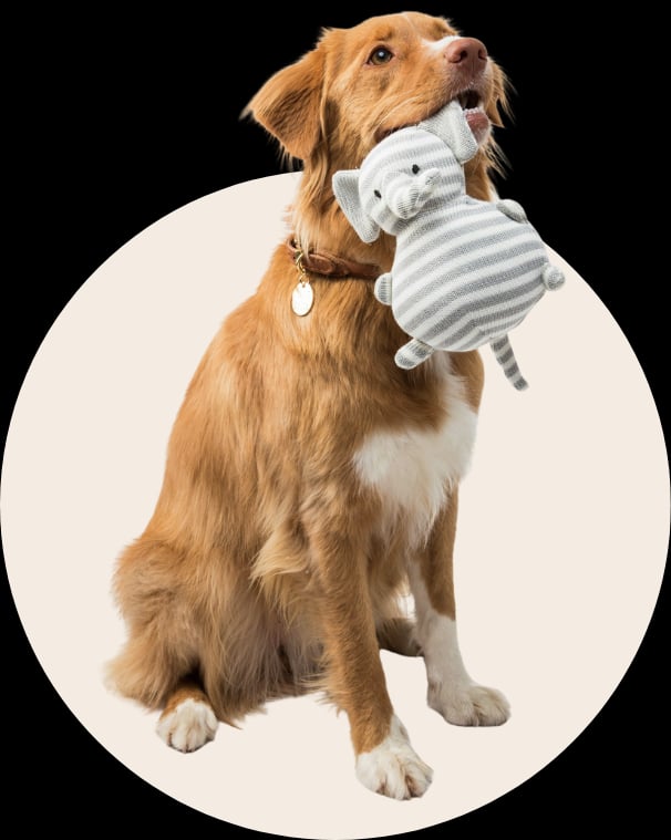 Happy brown dog holding a striped elephant toy in its mouth, representing fast delivery of all pet needs