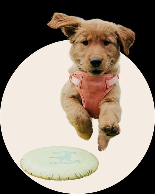 Happy puppy playing with a frisbee, representing Cheeky Bobby's pet supplies