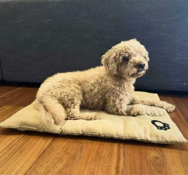 Small dog resting on Cheeky Bobby natural linen dog bed mat on the floor