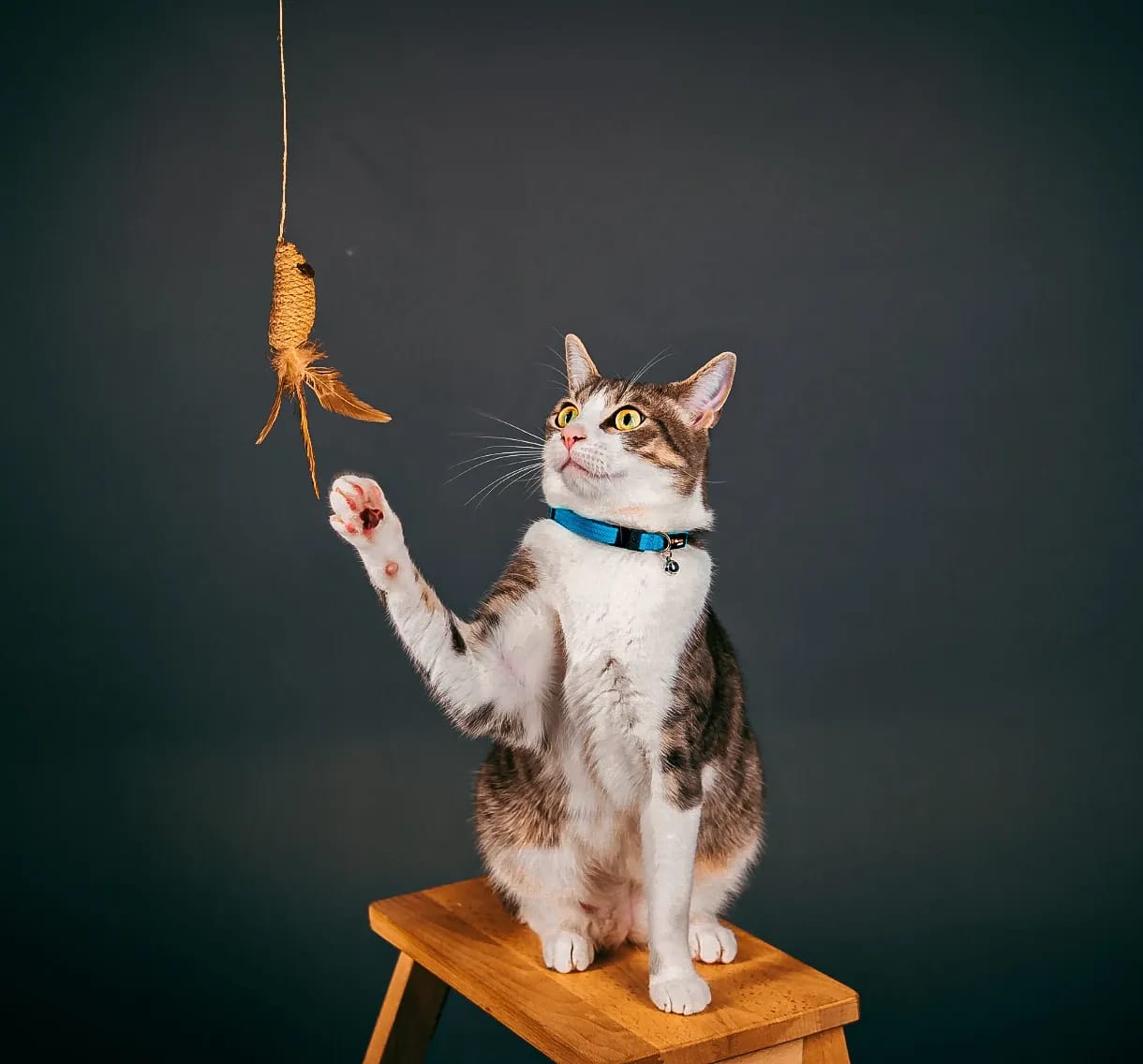 A cat with a blue collar reaching for a hanging sisal cat mouse toy.