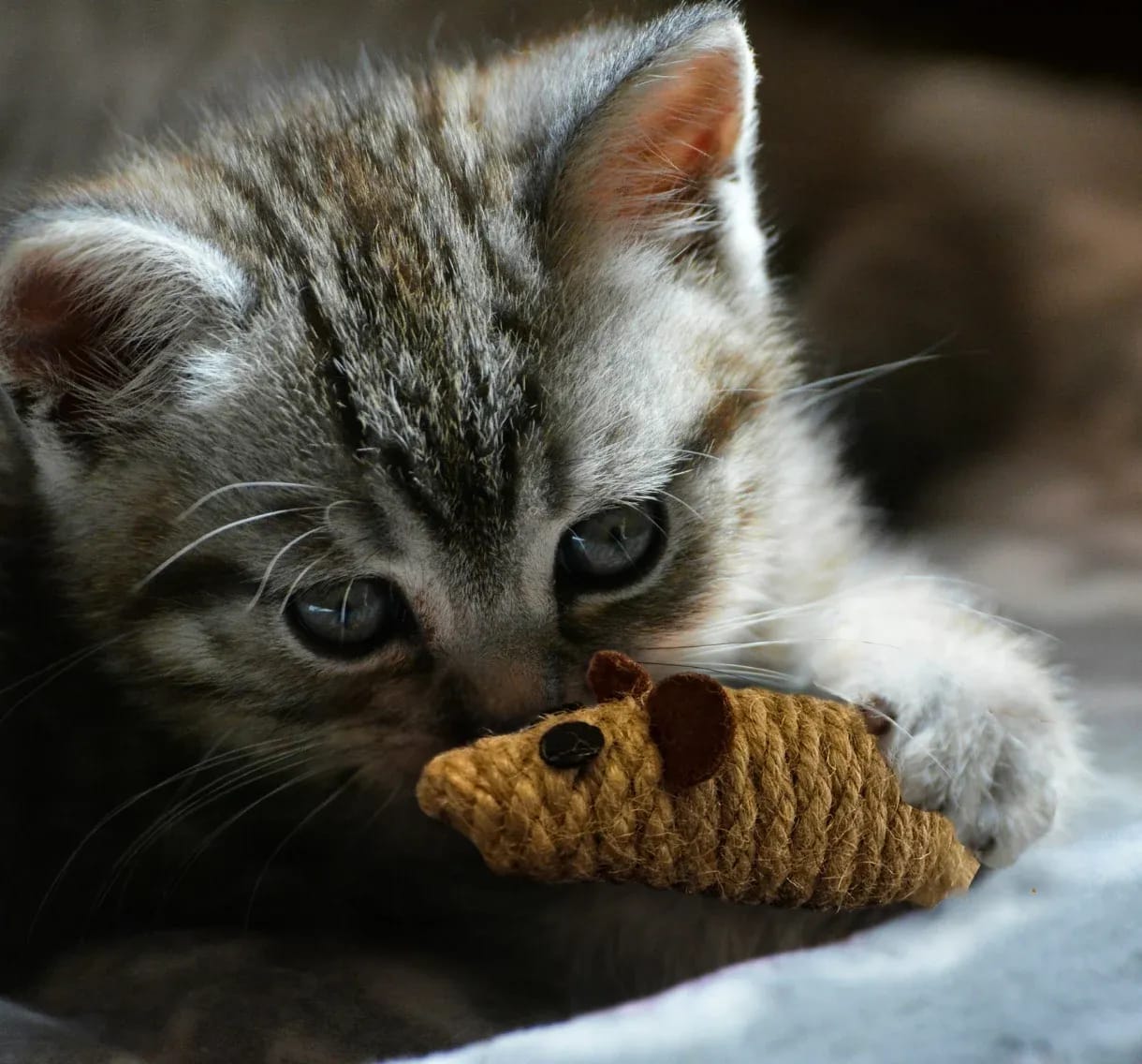 Close-up of a cute kitten biting a sisal cat mouse toy.