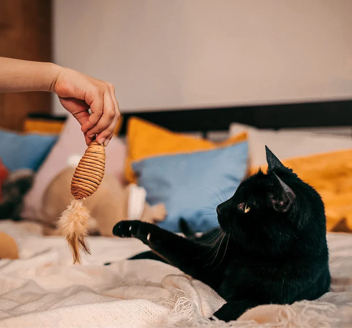 A hand holding a sisal cat teaser toy, playing with a black cat on a bed.