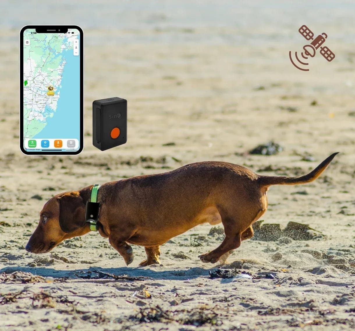 Dog wearing Cheeky Bobby 4G GPS tracker at the beach with live location showing in tracking app