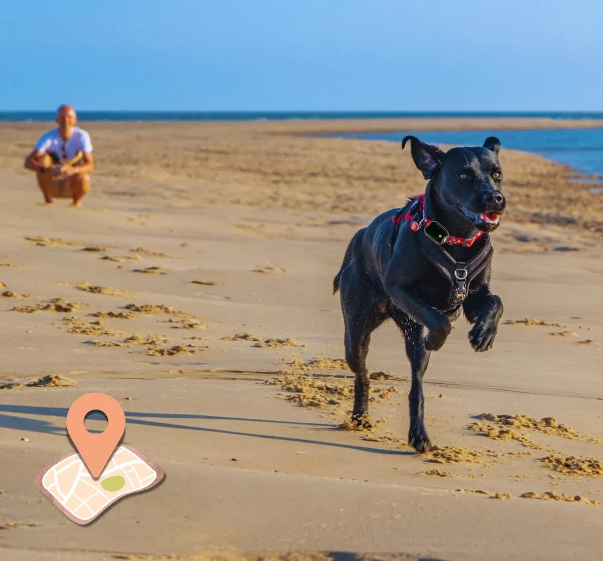 Dog running on the beach while owner tracks location with Cheeky Bobby 4G GPS pet tracker live map