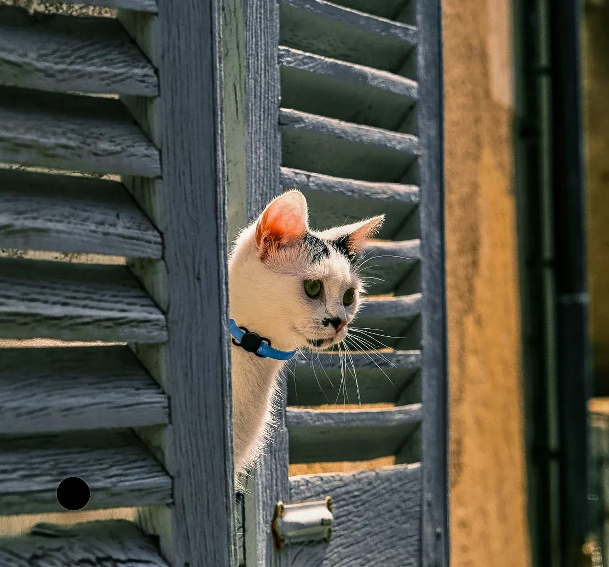 Cat looking out of a window wearing a collar fitted with the black Cheeky Bobby Mini Smart Tag Pet Tracker.