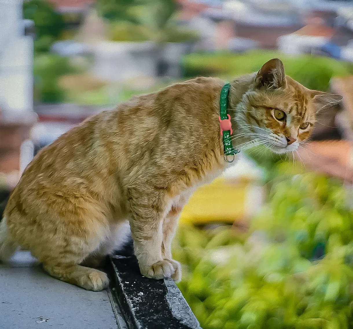 Ginger cat on a balcony wearing a green collar with the pink Cheeky Bobby Mini Smart Tag attached.