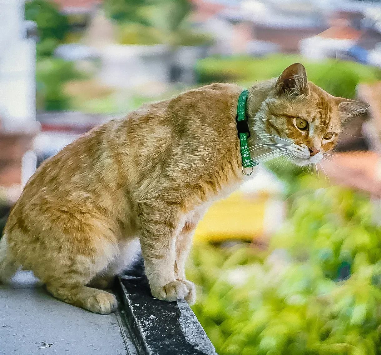 Ginger cat on a balcony wearing a green collar with the black Cheeky Bobby Mini Smart Tag attached.