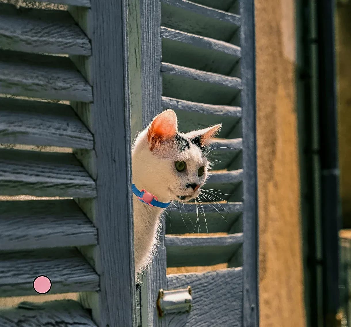 Cat looking out of a window wearing a collar fitted with the pink Cheeky Bobby Mini Smart Tag Pet Tracker.