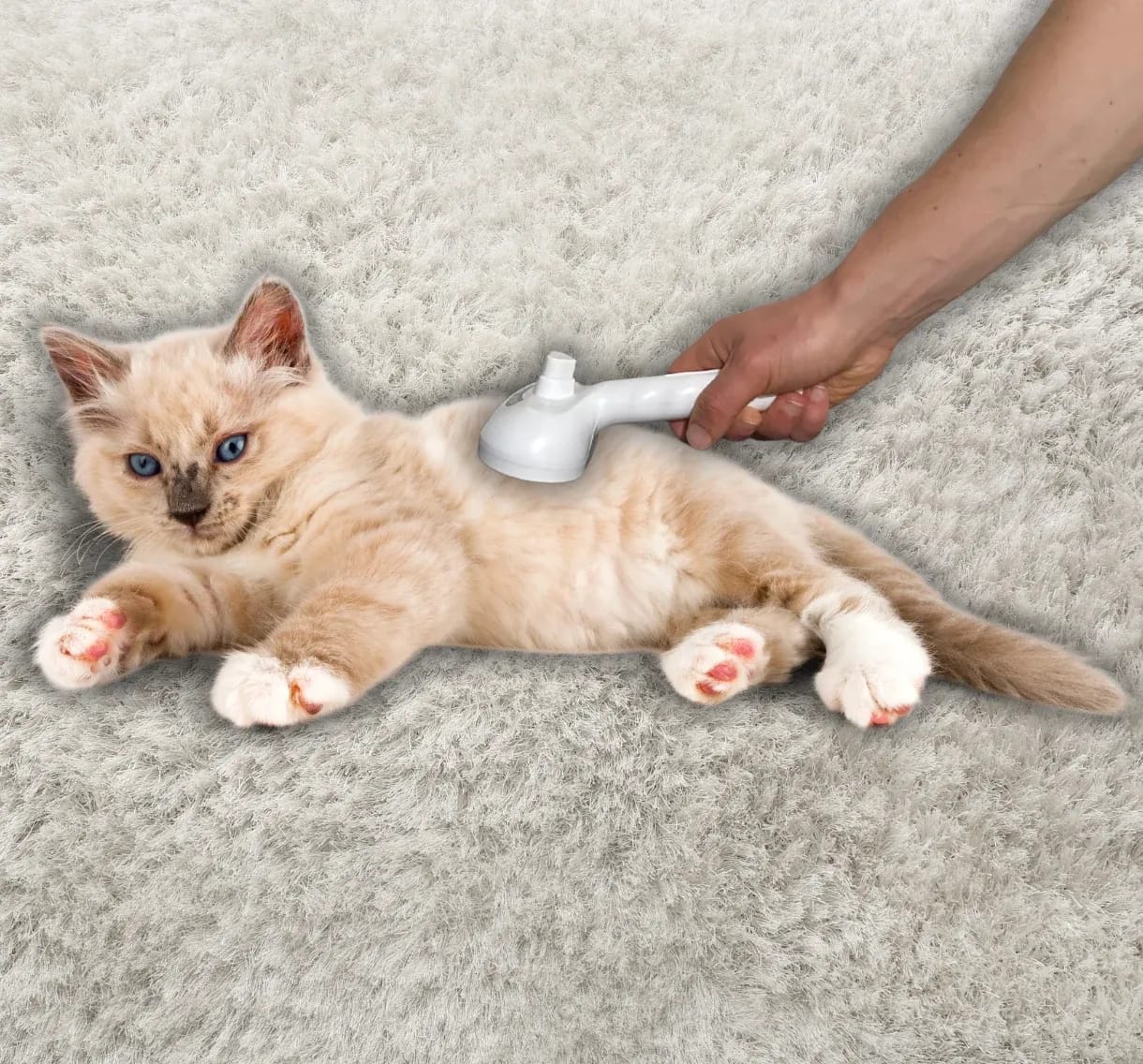 White Cheeky Bobby 3-in-1 Steam Grooming Brush gently massaging a kitten on a fluffy rug