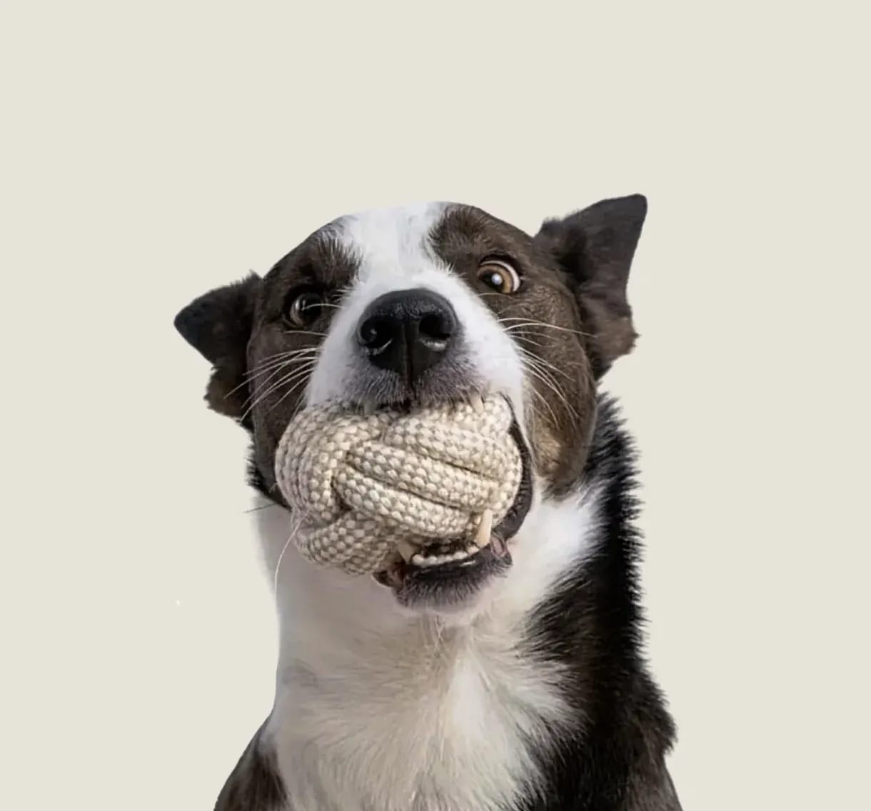 A happy black and white dog with wide eyes holds a knotted linen rope ball toy in its mouth, looking directly at the camera.