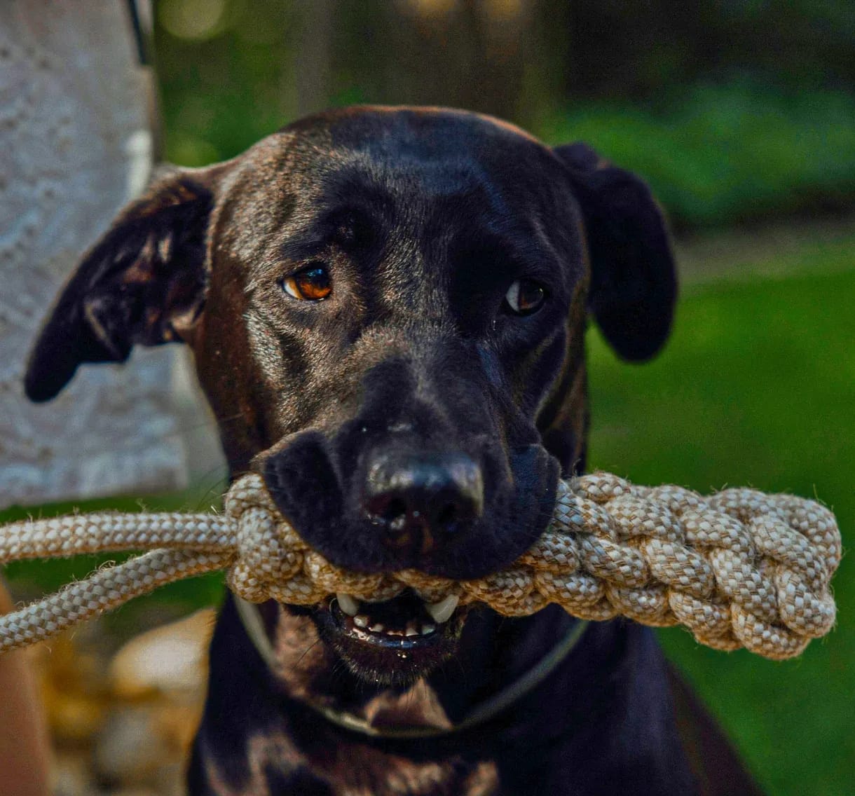 A black dog with bright eyes holds a linen rope corncob chew toy in its mouth, showing its teeth slightly.