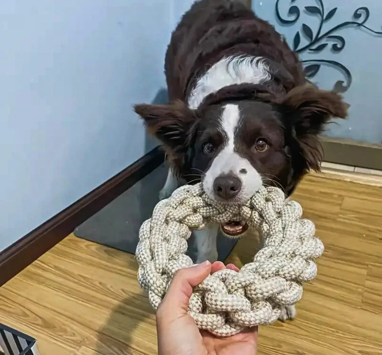 A person's hand holds a braided linen rope donut toy towards a brown and white Border Collie, who is gently taking the toy in its mouth.