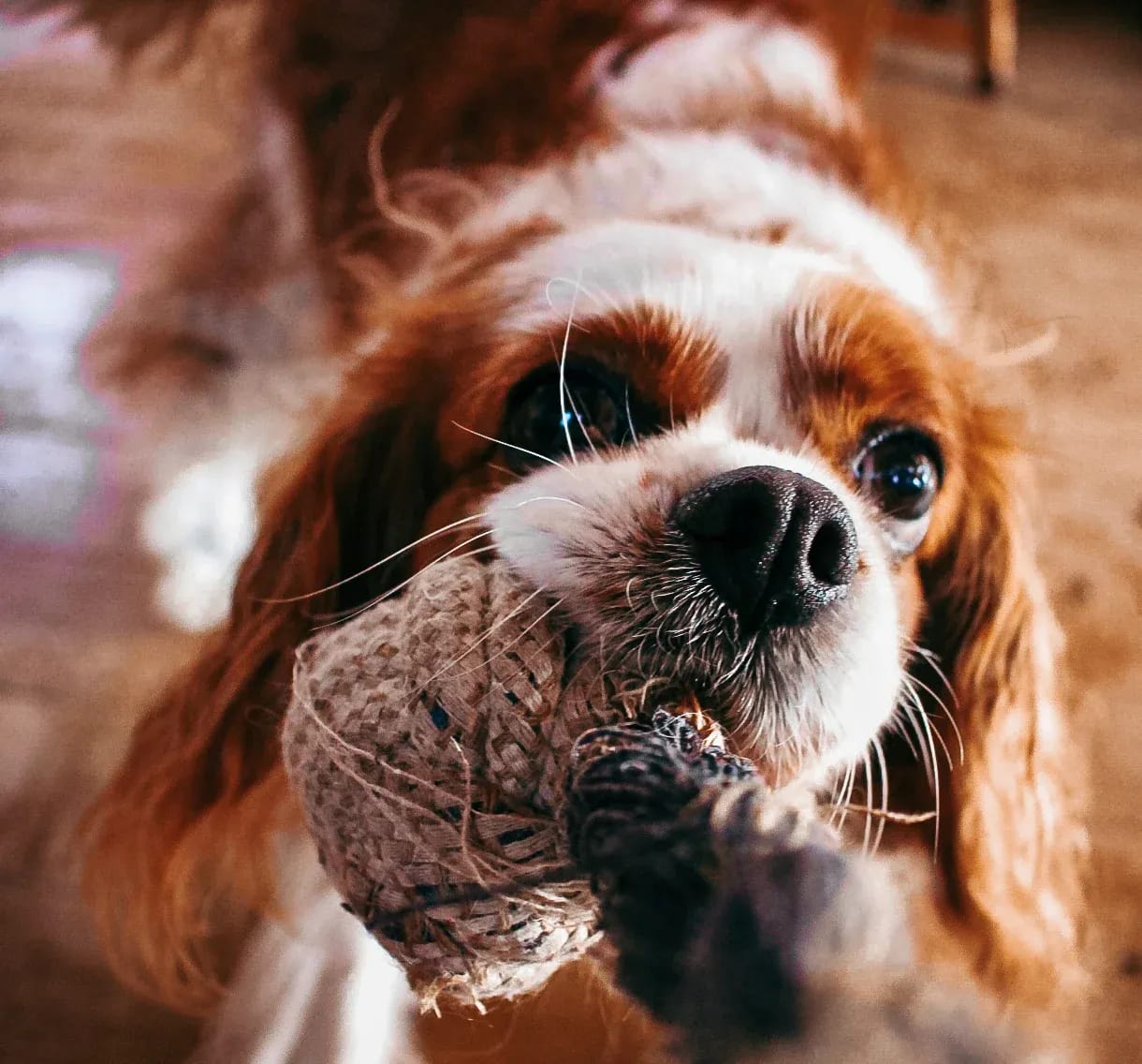 A close-up of a Cavalier King Charles Spaniel tugging on a linen rope toy, with an intense and playful expression.